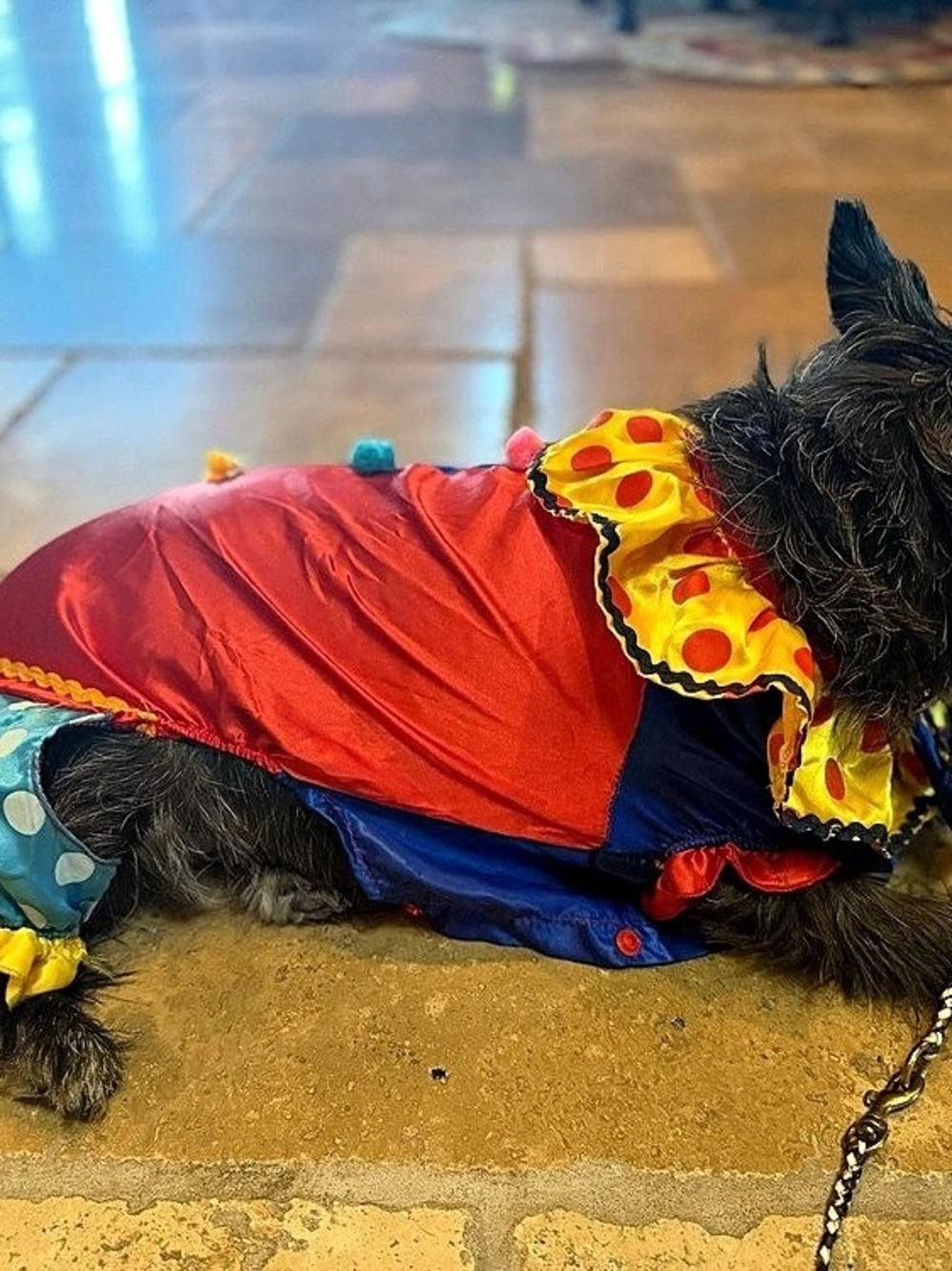 Color Block Dog Clown Costume in Red & Blue